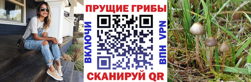 Псилоцибиновые грибы мицелий  Первомайск 